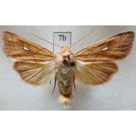 Mythimna conigera (Denis & Schiffermüller, 1775) Piętnówka mokradlica Czech7b